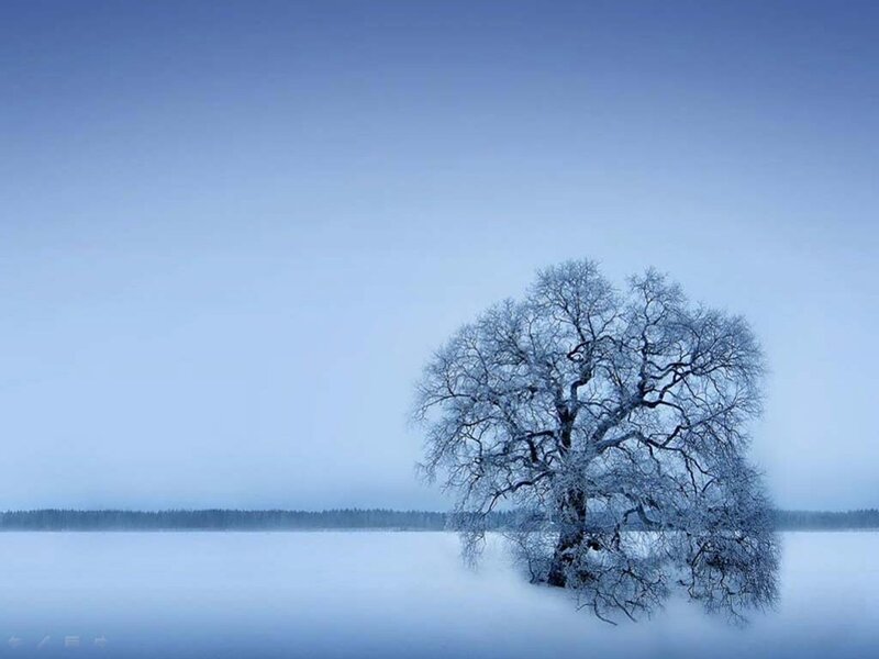 solitary tree in winter landscape