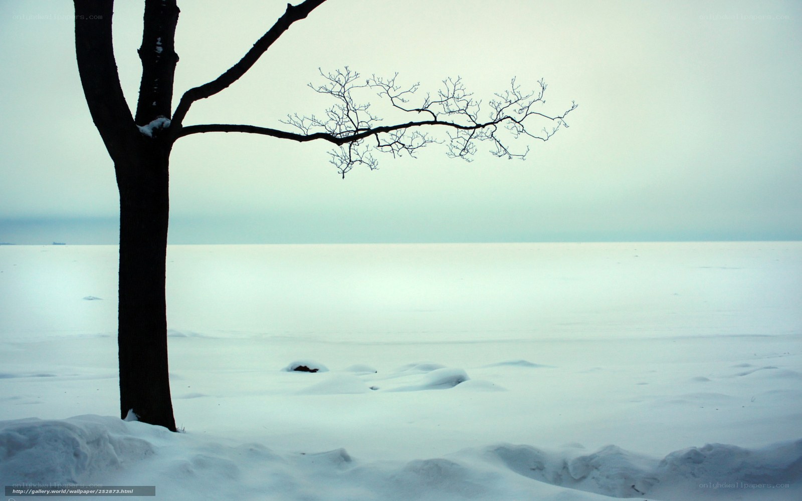 solitary tree in winter landscape