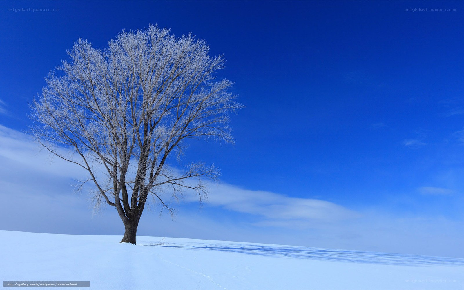 Solitary tree in winter landscape