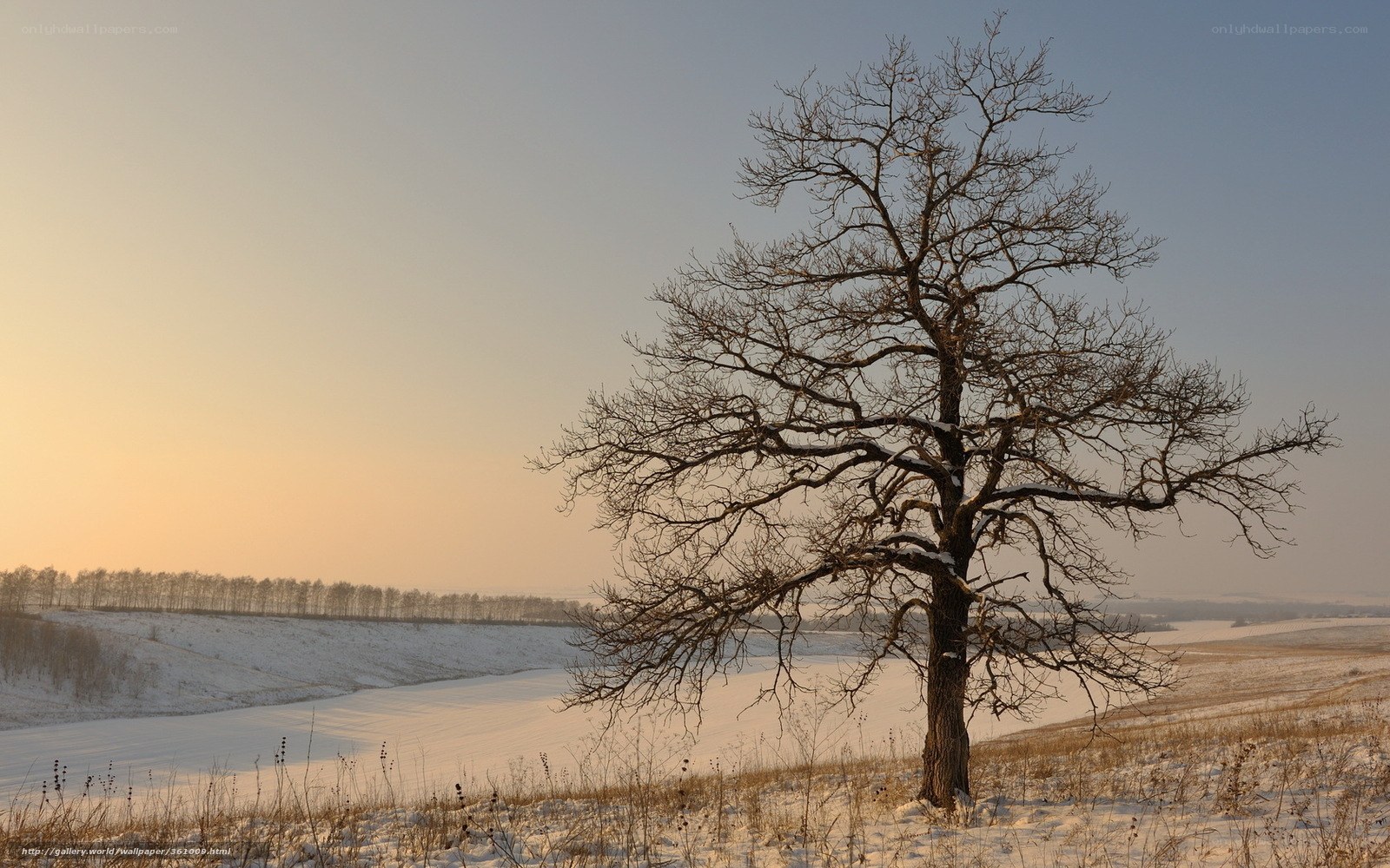 Solitary tree in winter landscape