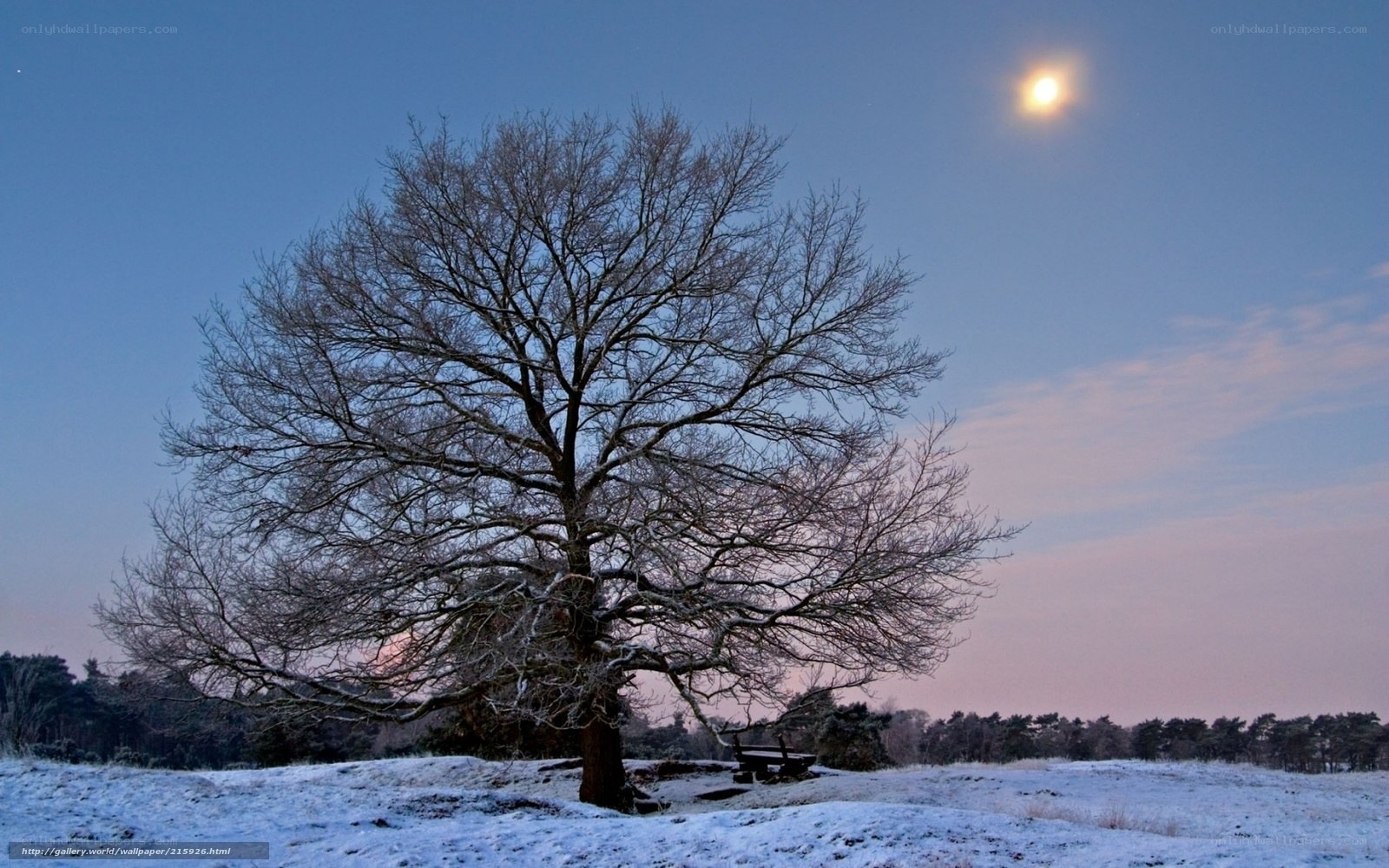 Solitary tree in winter landscape