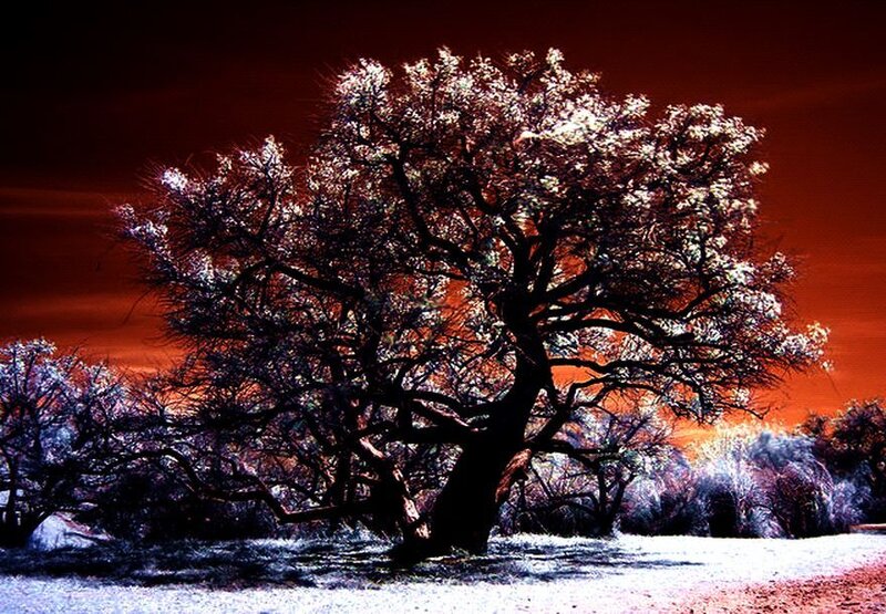 Solitary Tree in Winter — Red