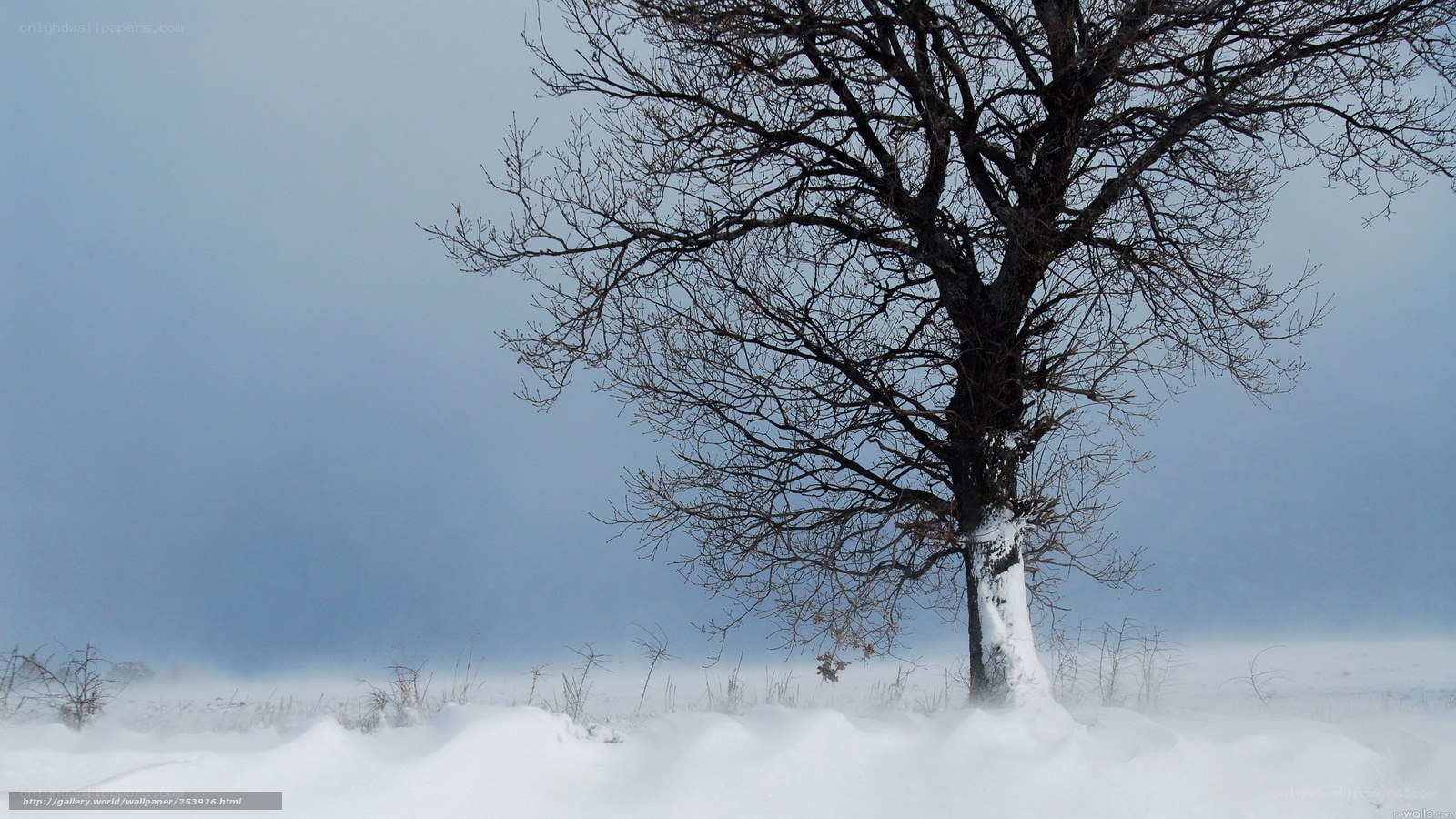 solitary tree in winter storm
