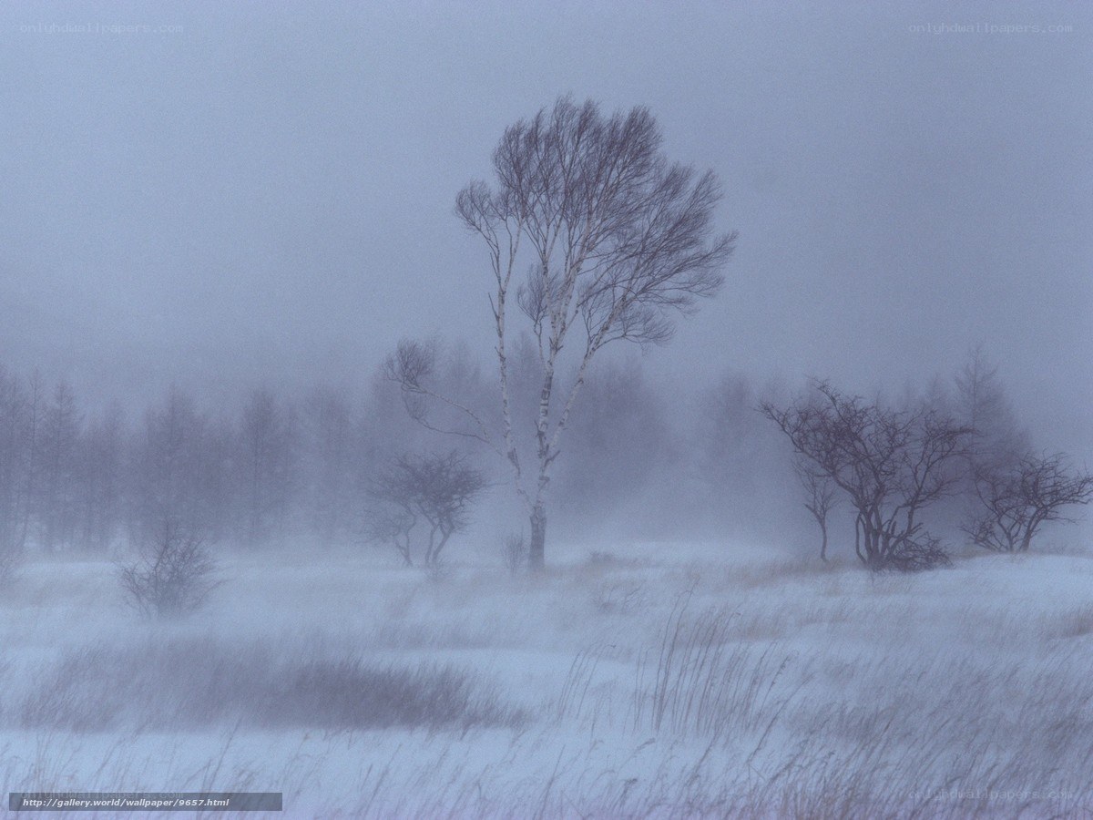 Solitary tree in winter storm