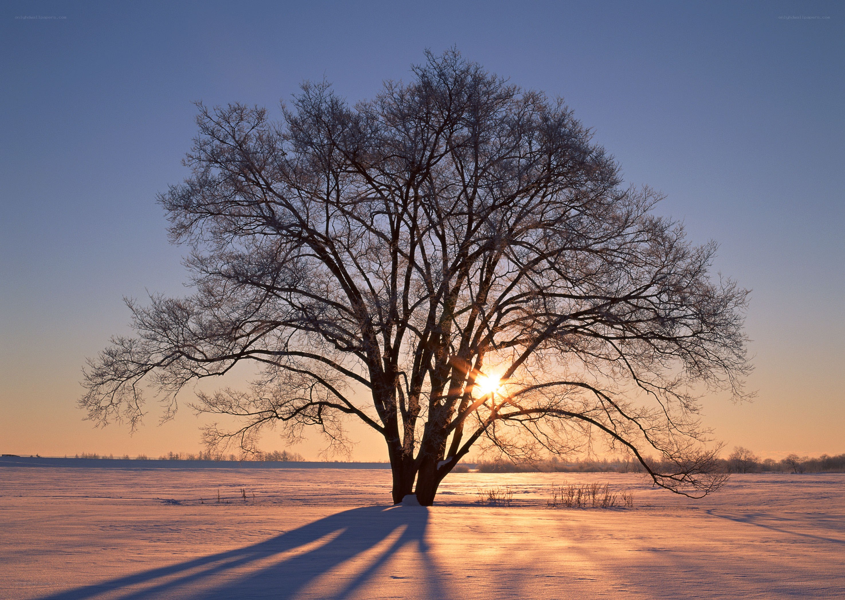Solitary tree in winter sunset