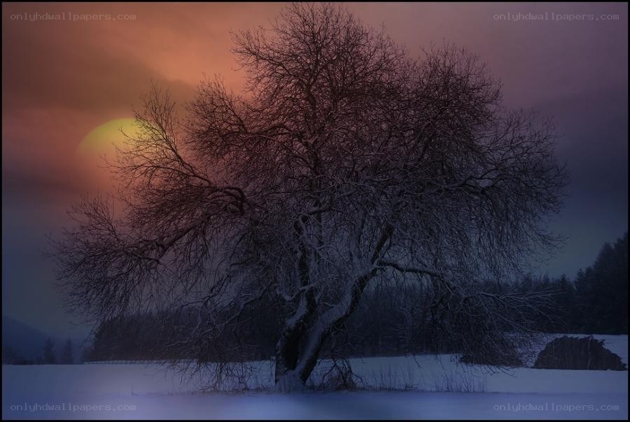 Solitary tree in winter sunset