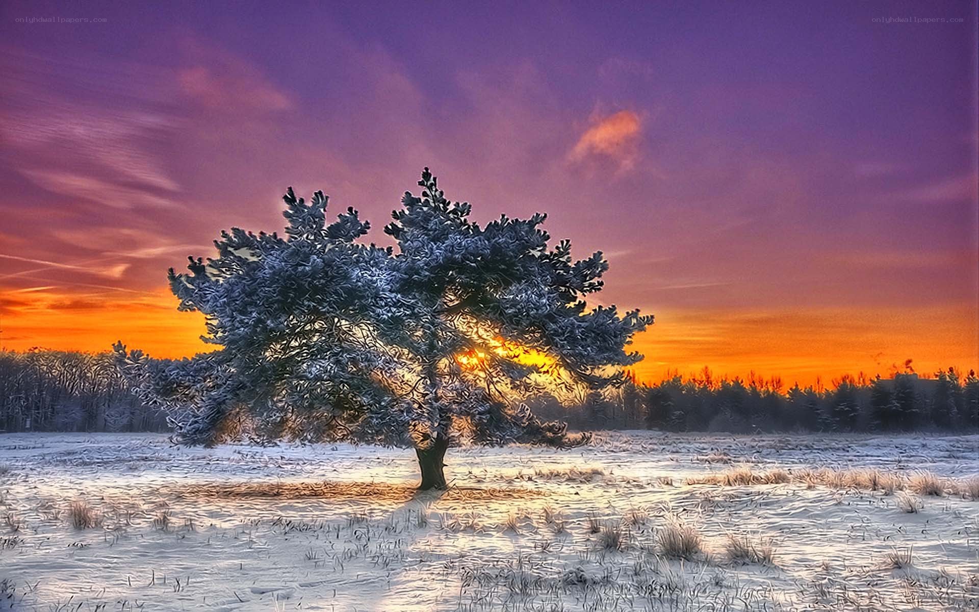 Solitary tree in winter sunset