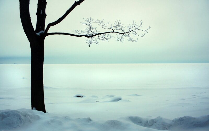 solitary tree in winter