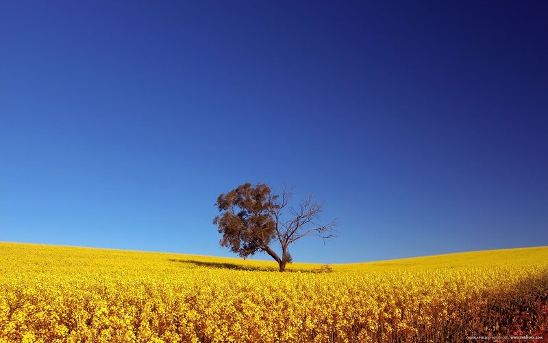 solitary tree in yellow field