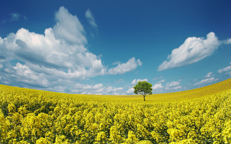 solitary tree in yellow field