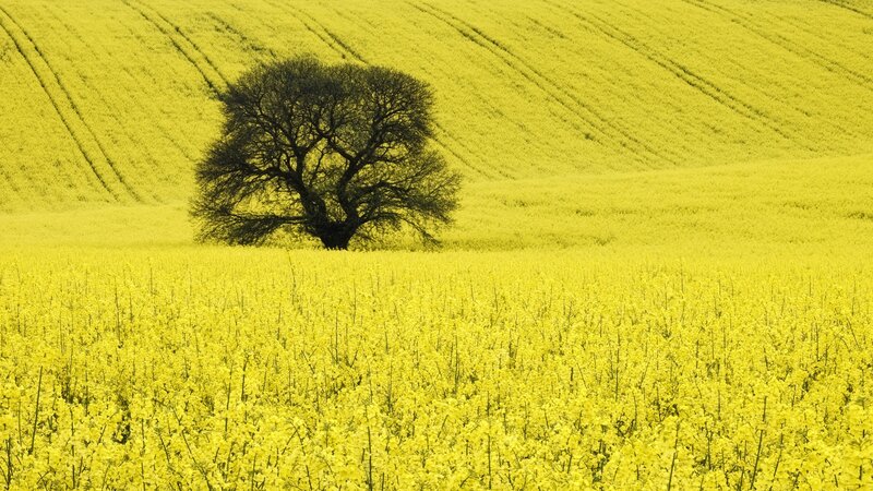 solitary tree in yellow field