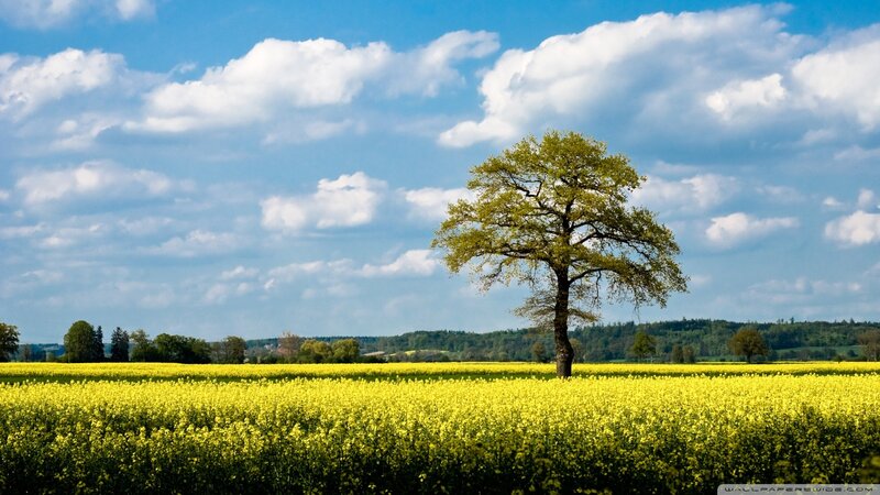 solitary tree in yellow field