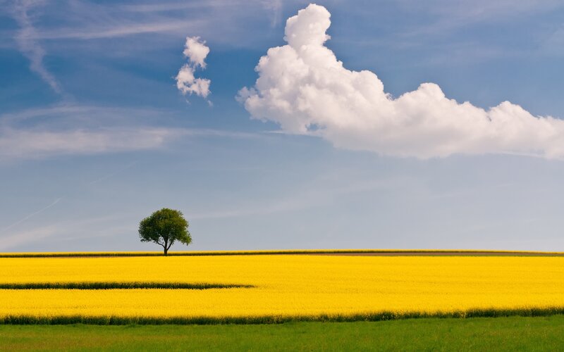 solitary tree in yellow field