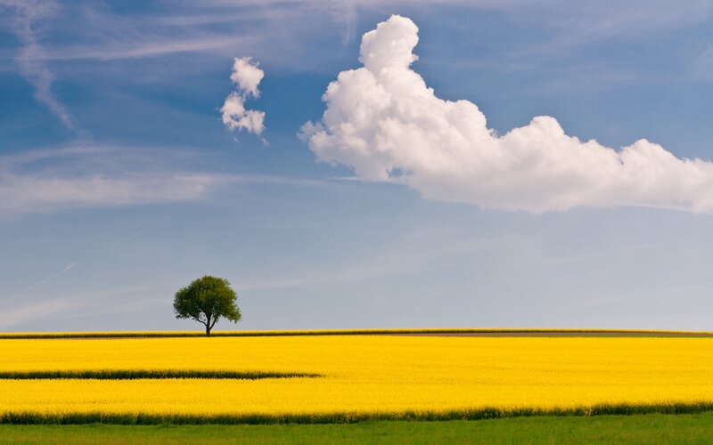 solitary tree in yellow field