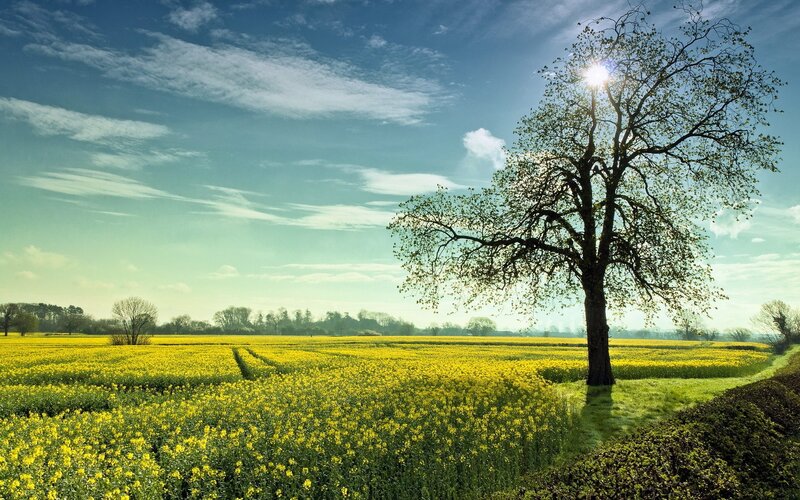 solitary tree in yellow field