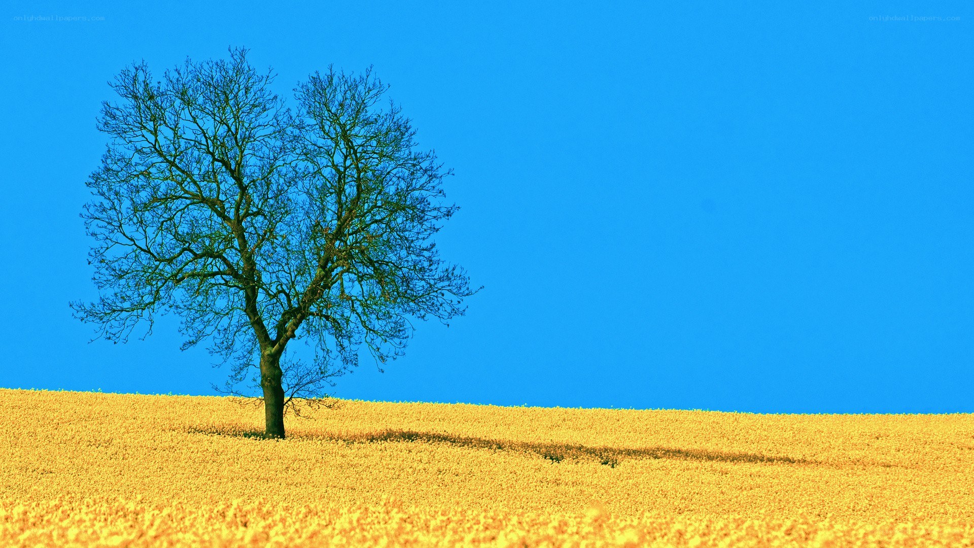 solitary tree in yellow field