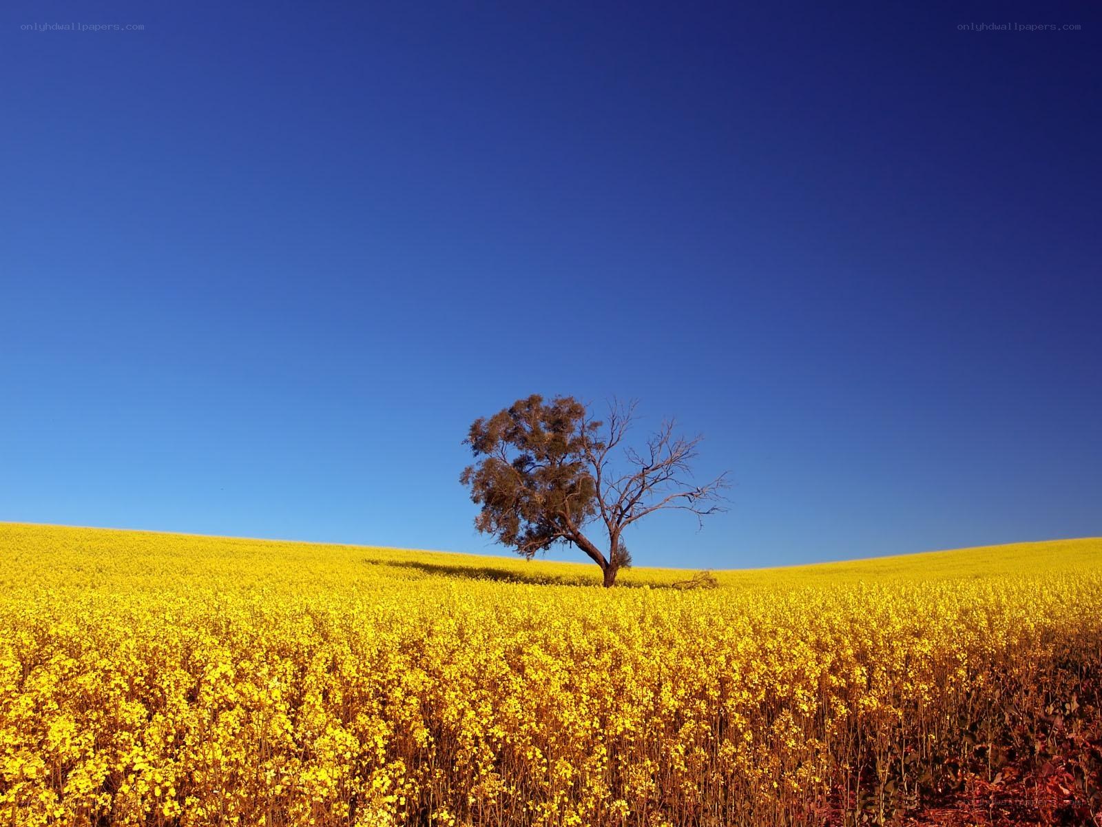 Solitary tree in yellow field