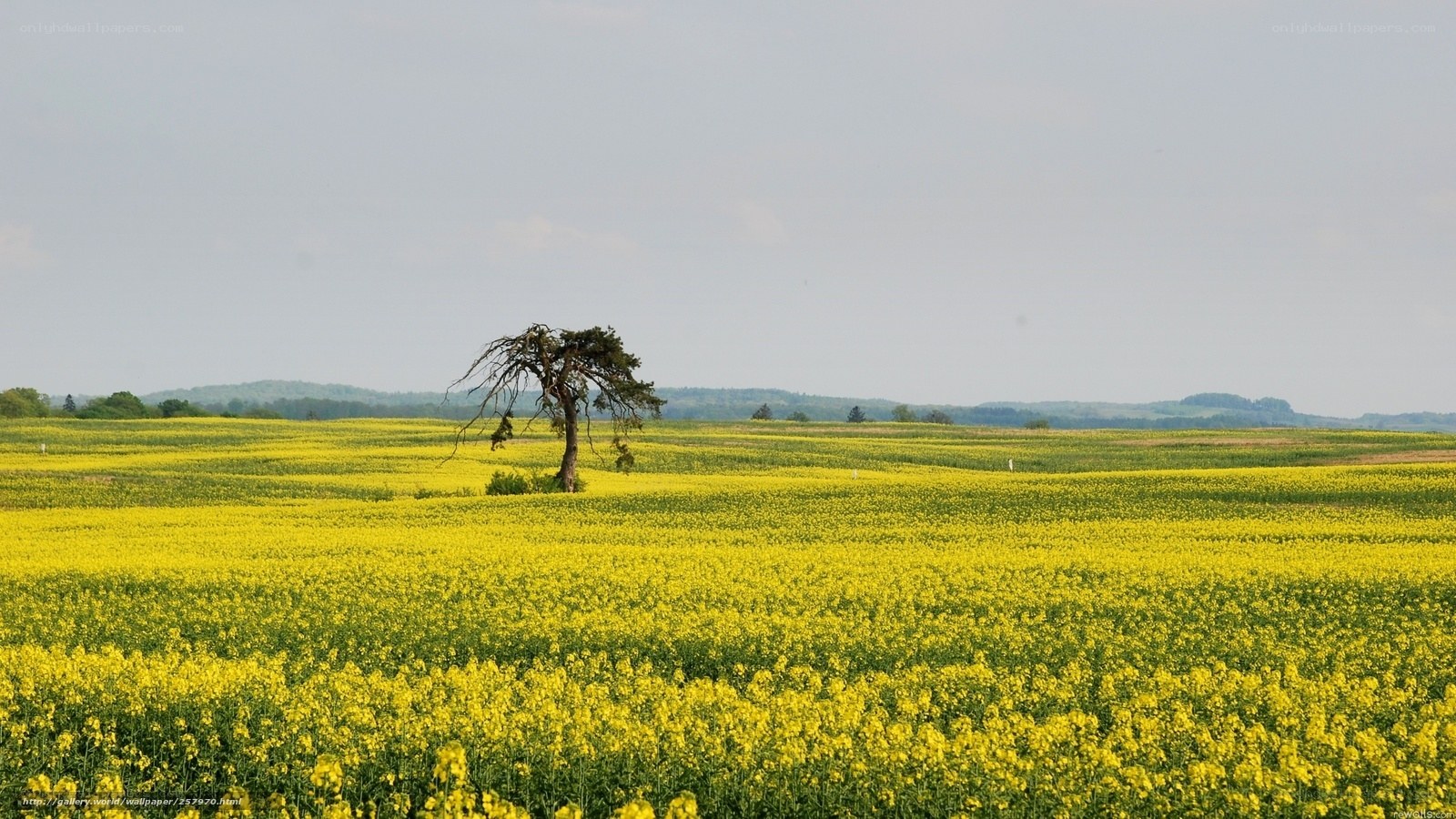 solitary tree in yellow field
