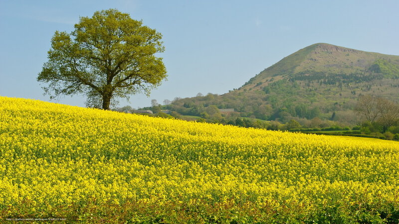 Solitary tree in yellow field