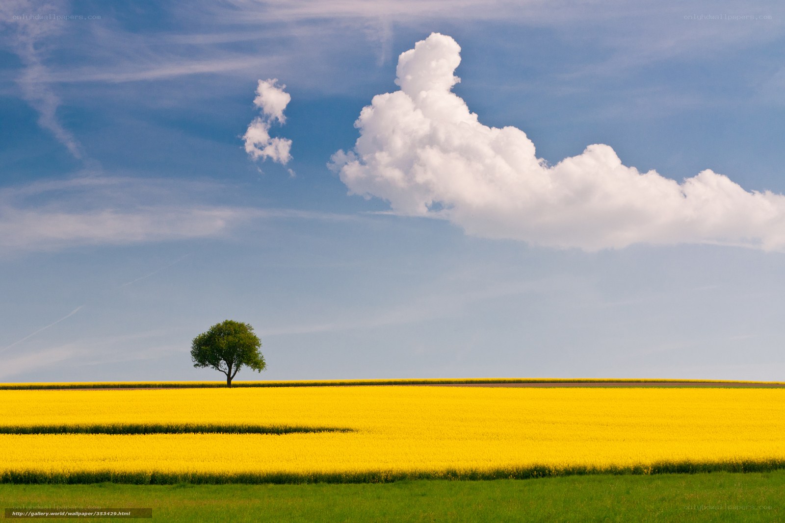 solitary tree in yellow field
