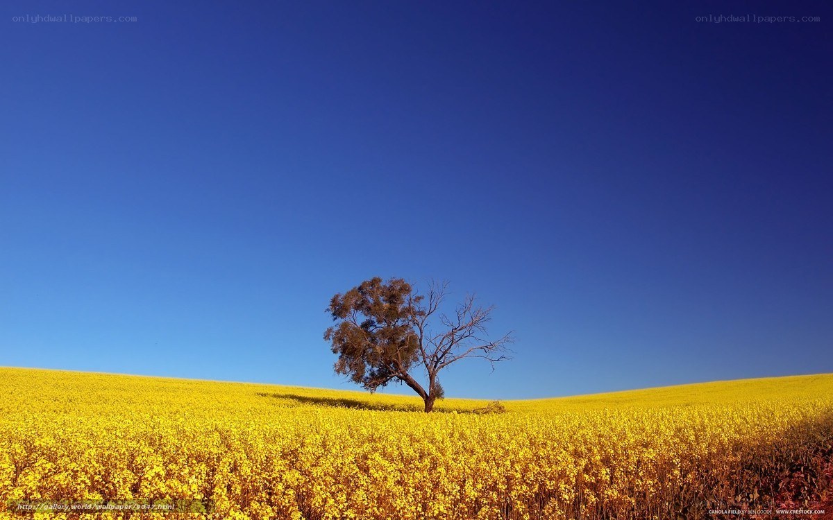 solitary tree in yellow field