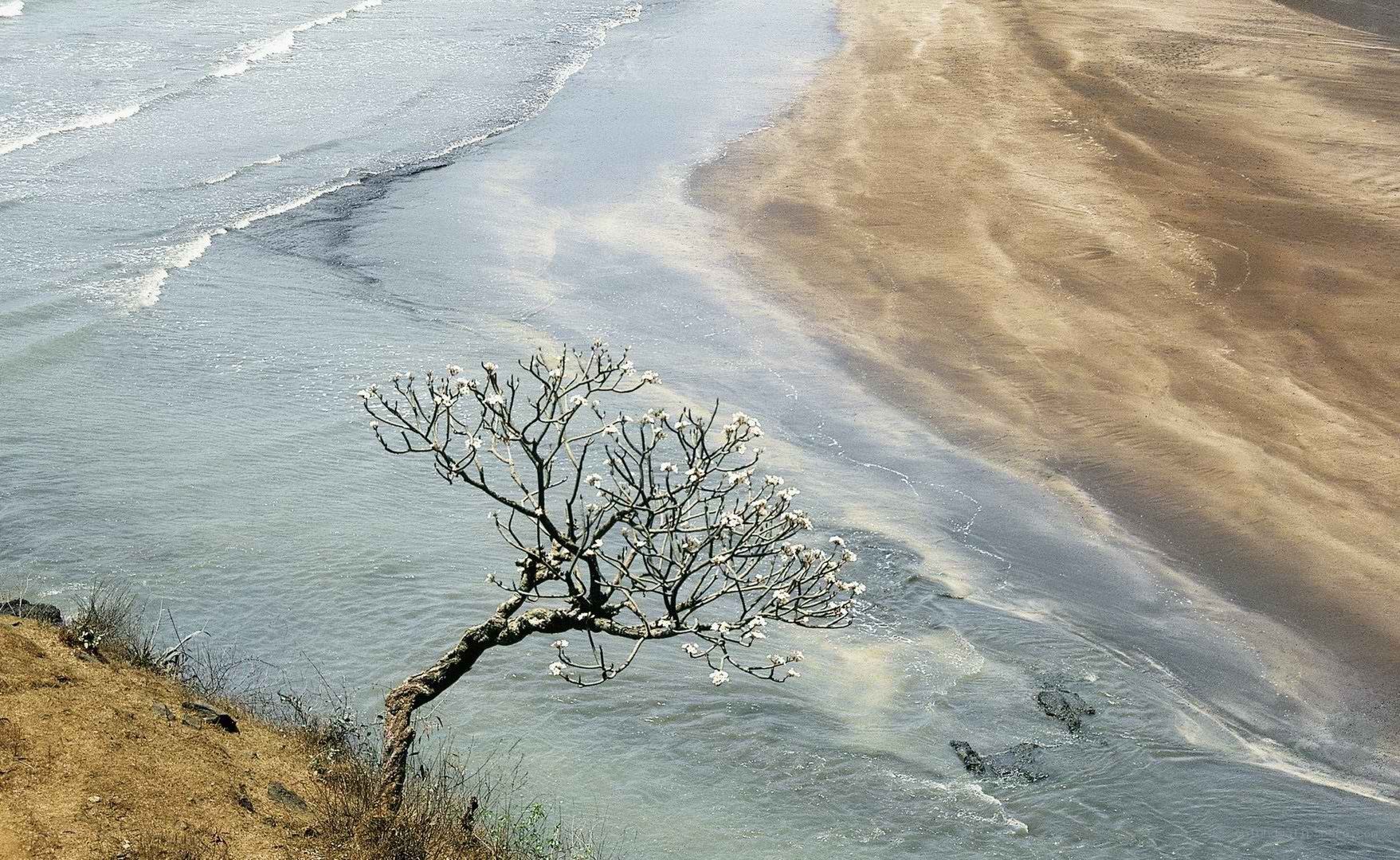 solitary tree on a beach
