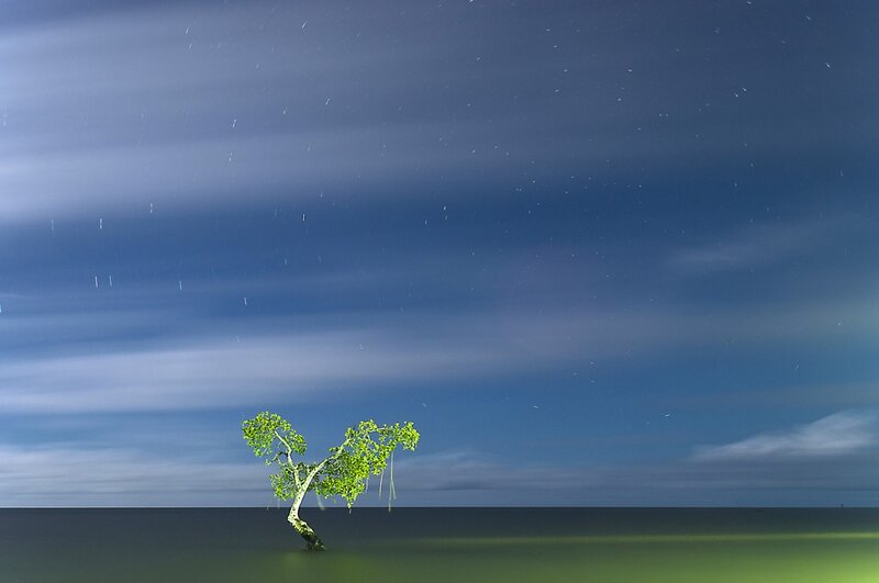 Solitary tree on a calm sea