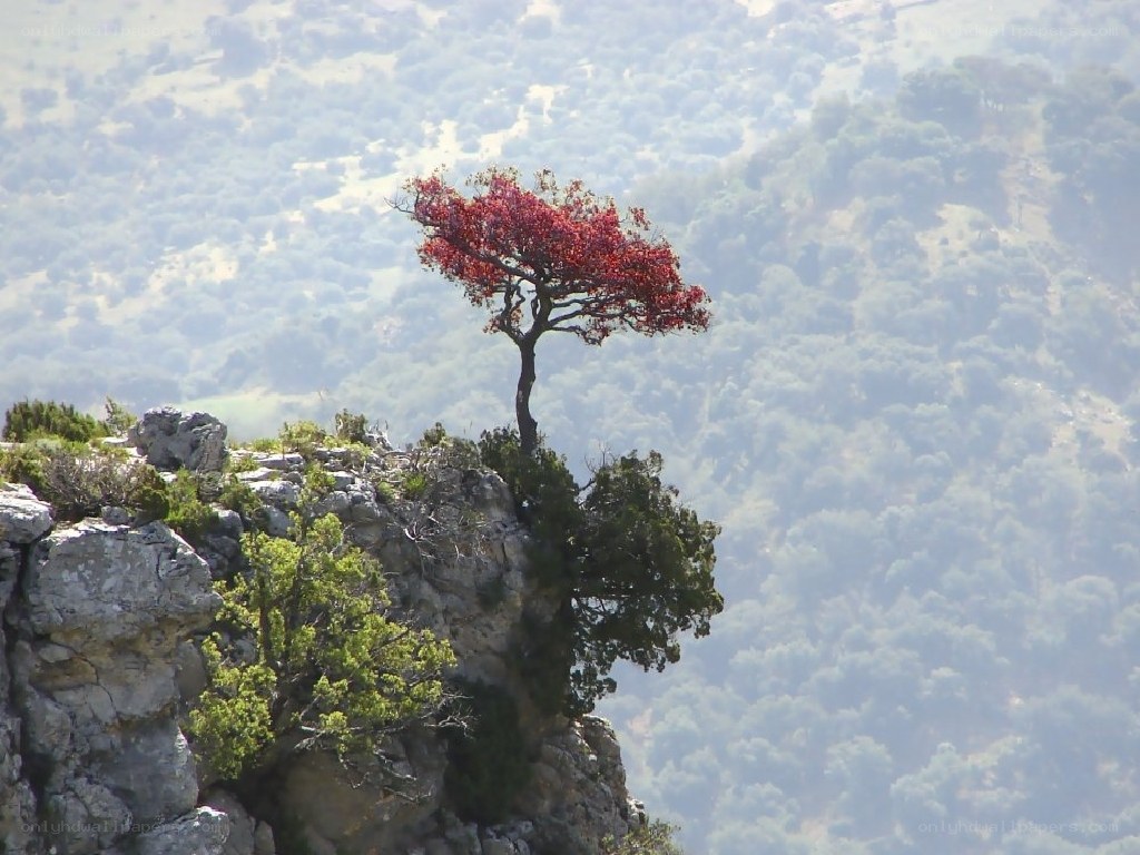 solitary tree on a cliff