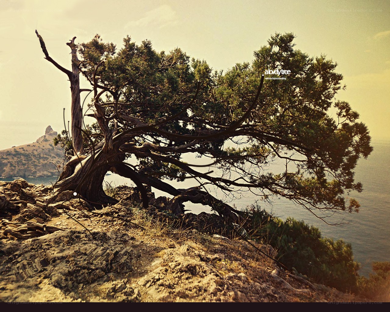 Solitary tree on a cliff