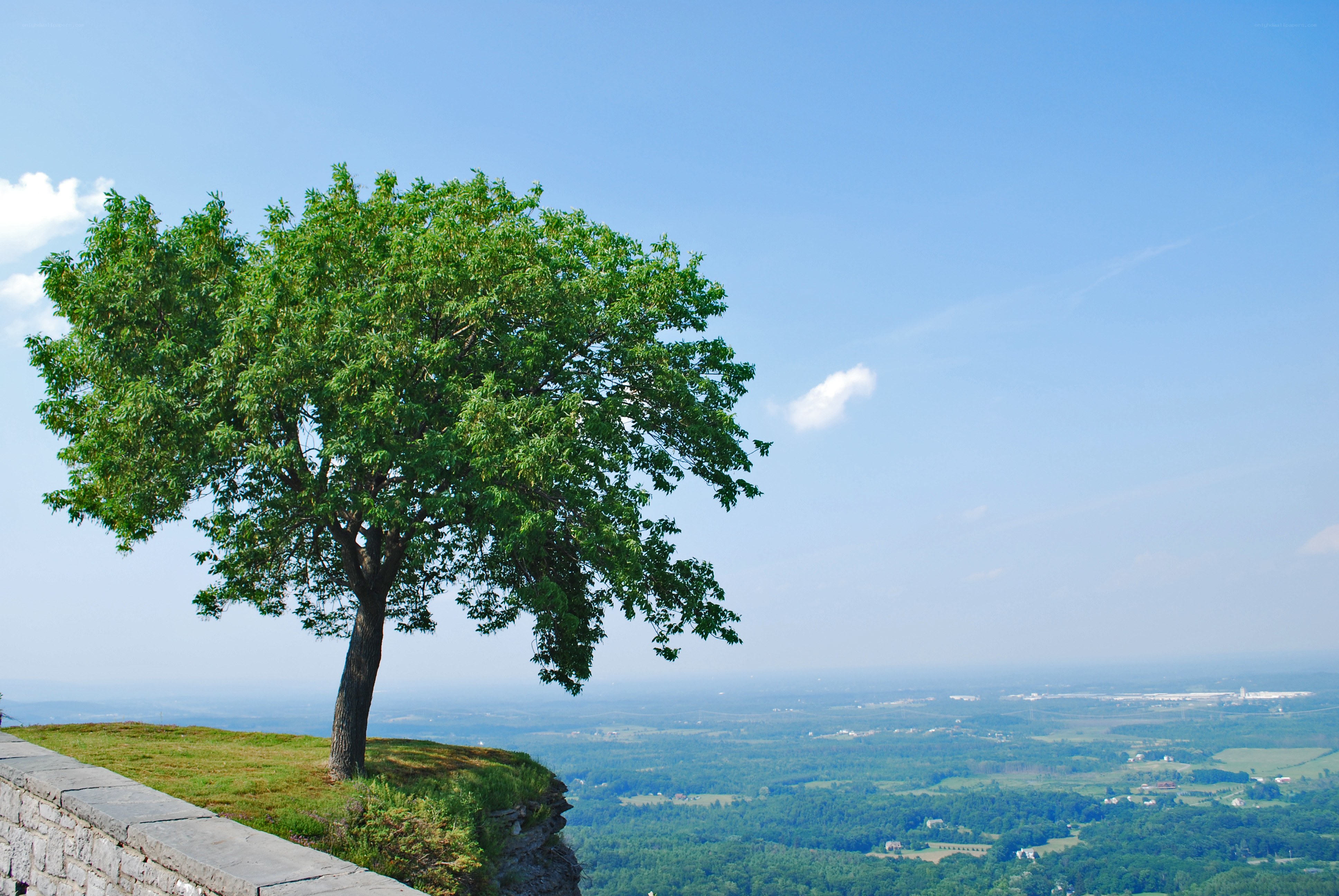 Solitary tree on a cliff