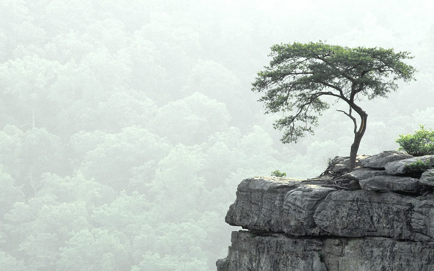 solitary tree on a cliff