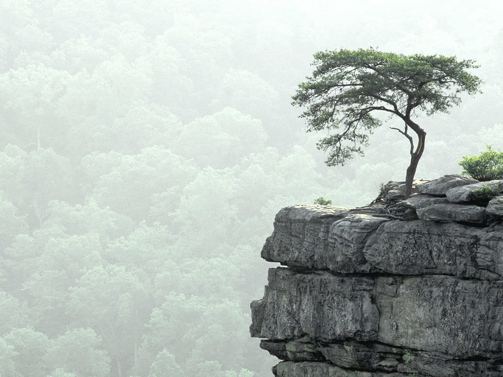 Solitary tree on a cliff