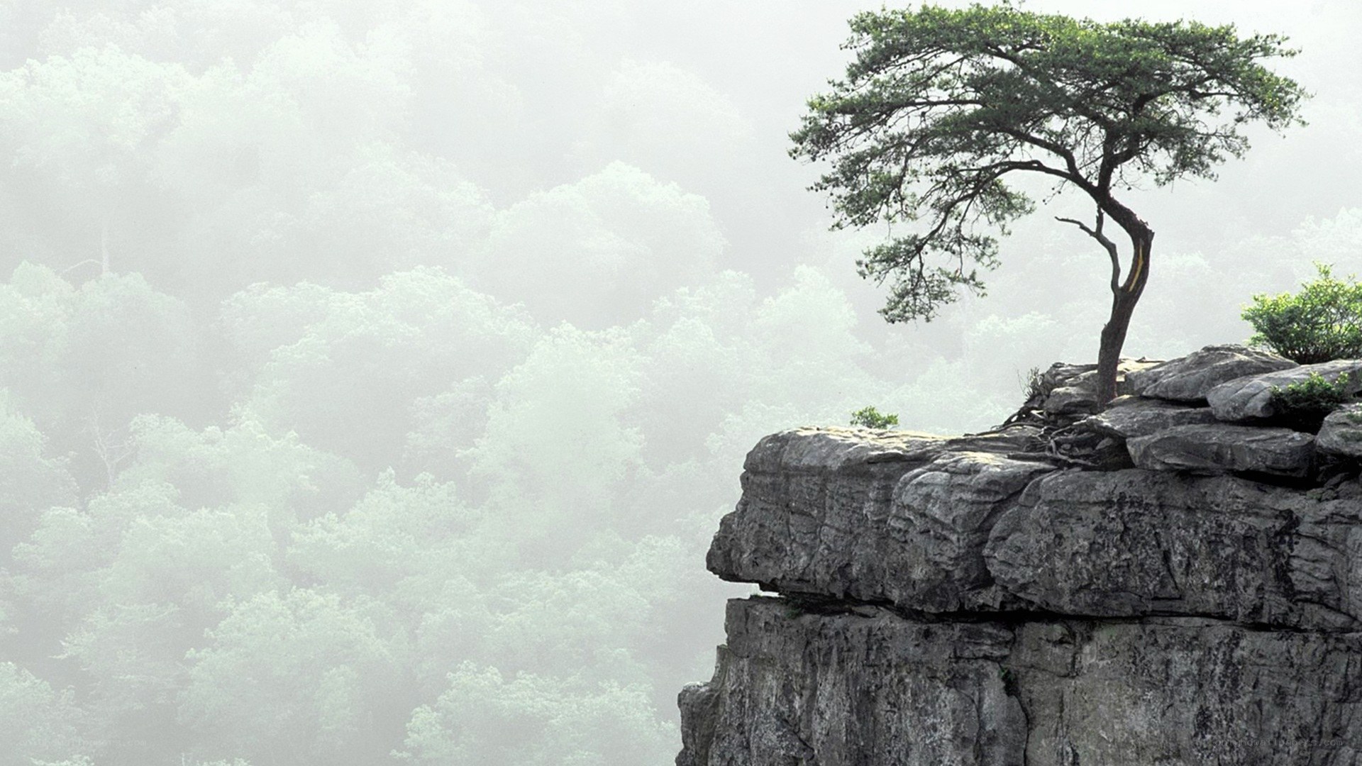 Solitary tree on a cliff
