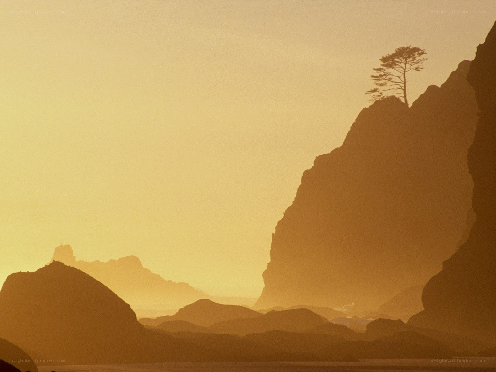 Solitary tree on a cliff at sunset