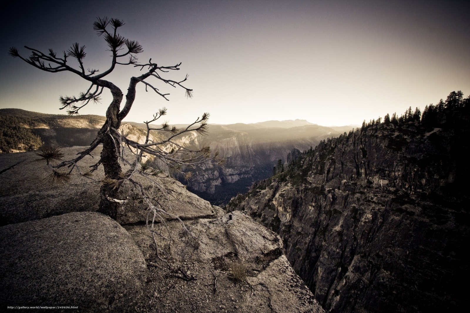 Solitary tree on a cliff