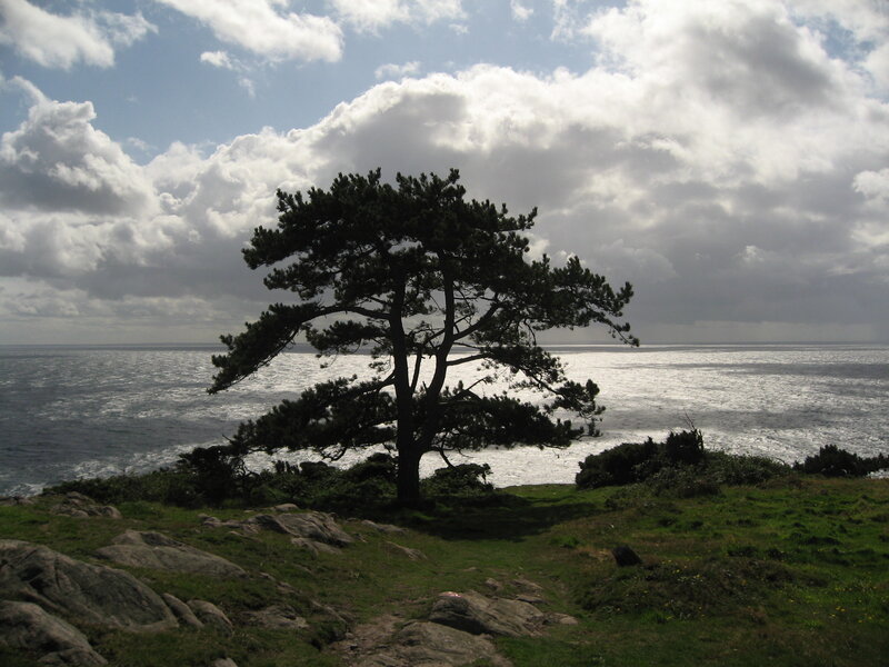 Solitary tree on a coastal cliff