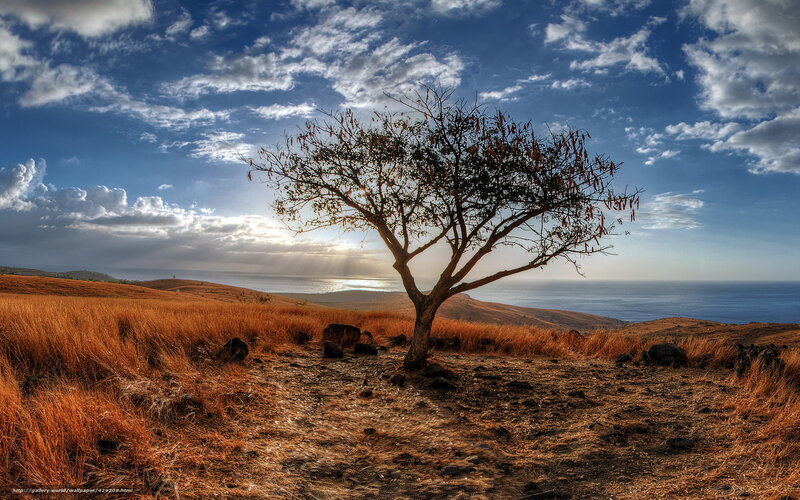 Solitary tree on a coastal hill