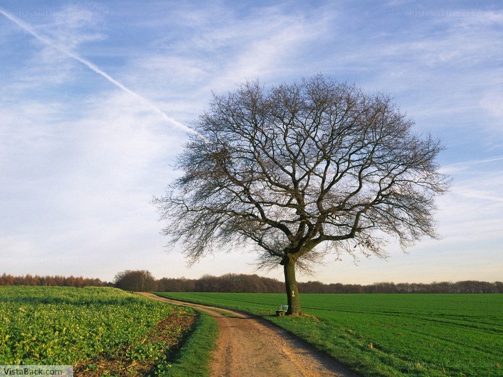 Solitary tree on a country path