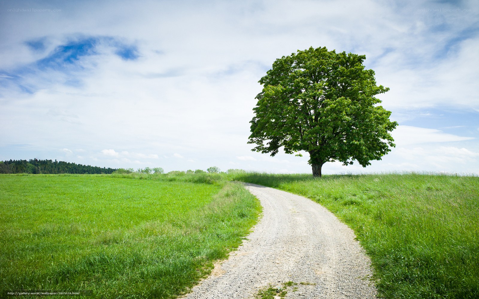 Solitary tree on a country path