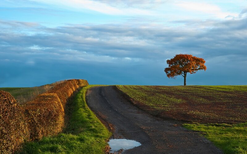 Solitary tree on a country road