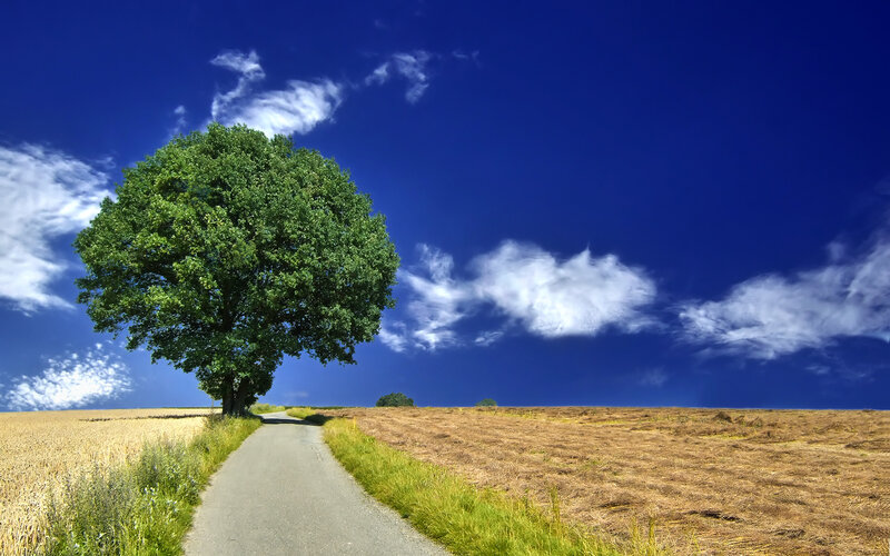 Solitary tree on a country road