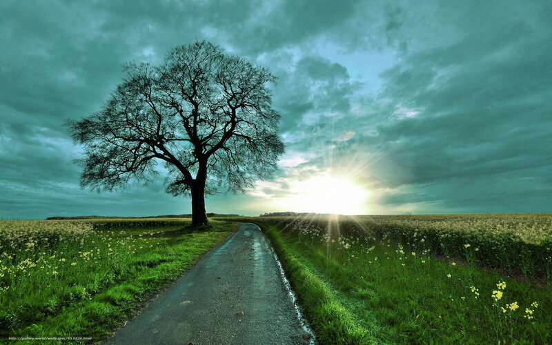 Solitary tree on a country road