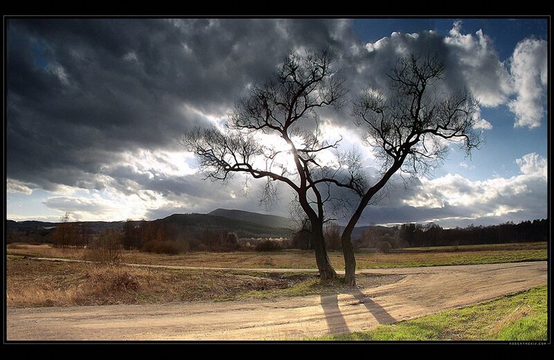 Solitary tree on a dirt road
