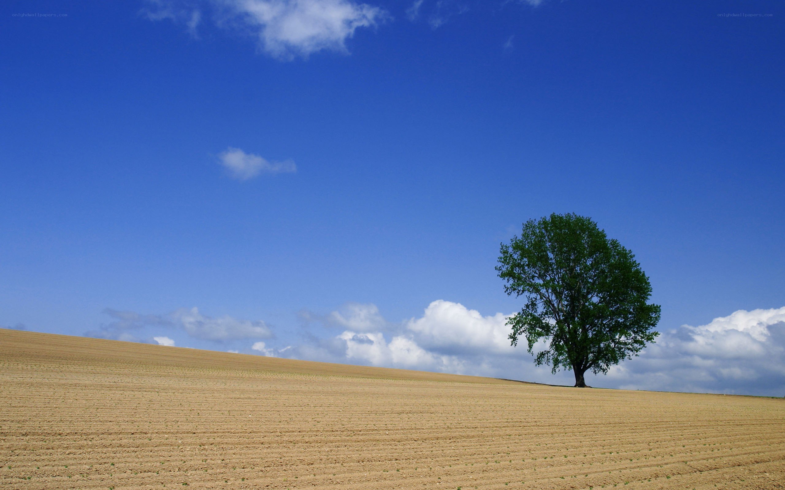 solitary tree on a field