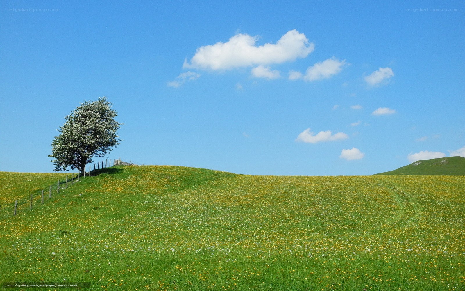 solitary tree on a flower field