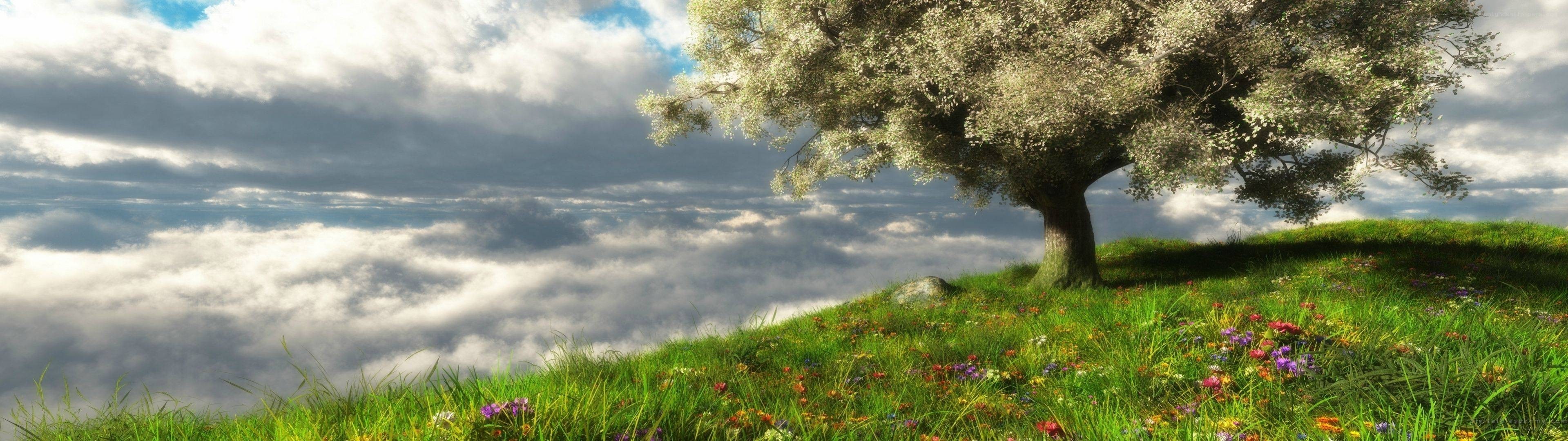 Solitary tree on a flowered hill