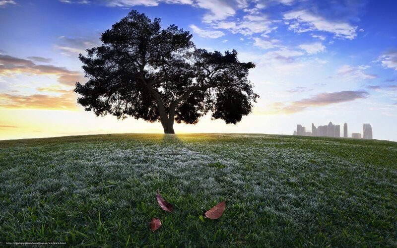 Solitary tree on a frosty hill