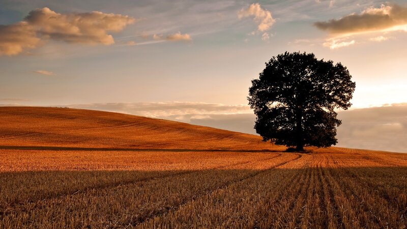 Solitary tree on a golden field