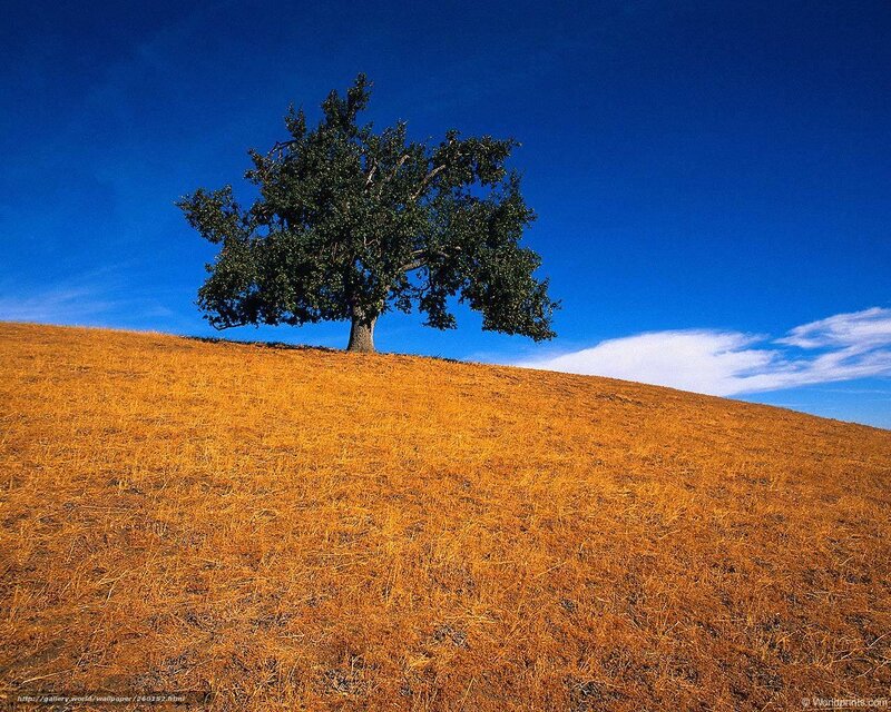 Solitary tree on a golden hill