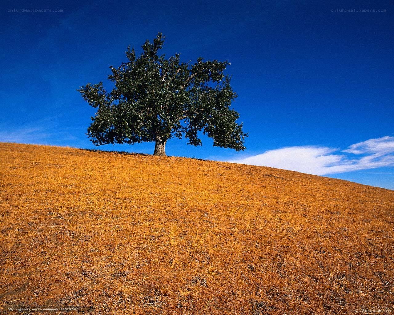 Solitary tree on a golden hill